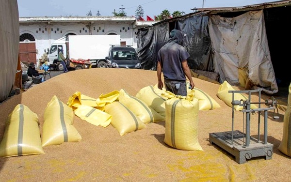 وزارة الفلاحة: محصول الحبوب يتراجع بـ67% إلى 3.4 مليون طن