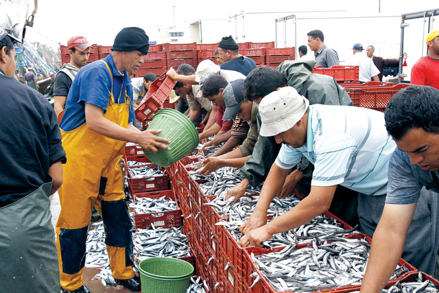 تراجع مفرغات الصيد البحري بميناء طنجة بنسبة 17% سنة 2023