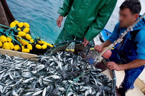 تراجع مفرغات الصيد البحري بميناء طنجة بنسبة 29 % حتى متم يوليوز